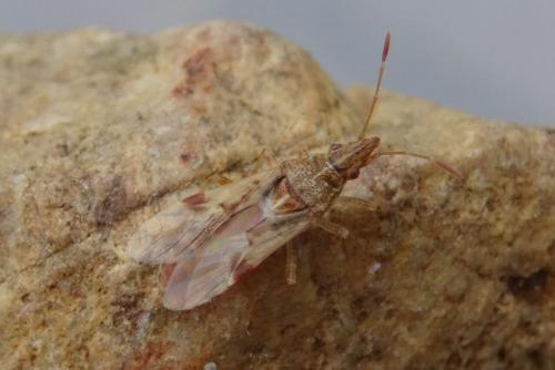 Réf. 181 176 : Belonochilus numenius